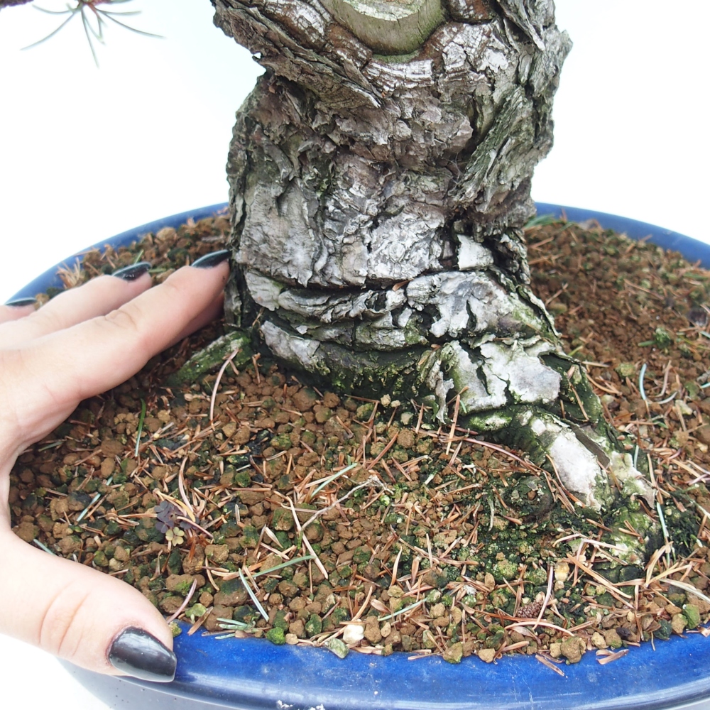 Outdoor bonsai - Pinus parviflora - Mała sosna
