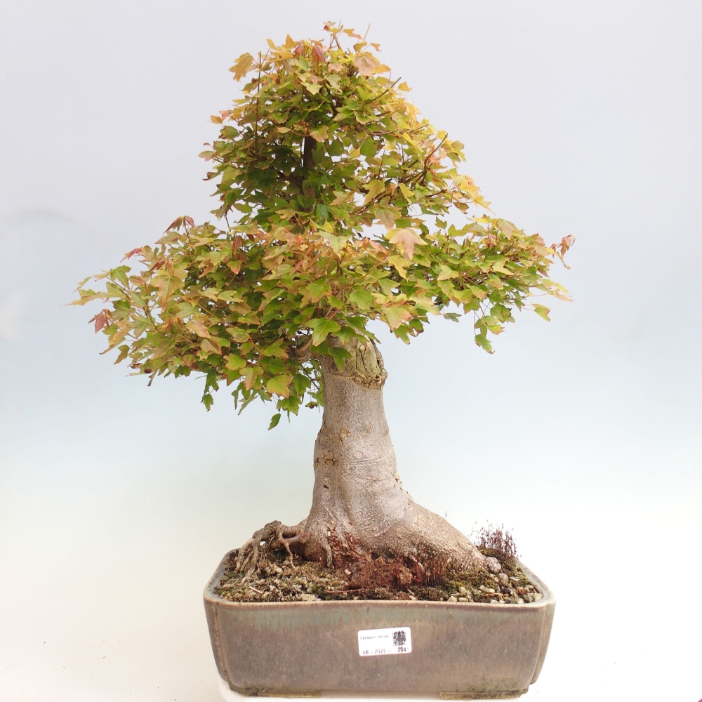 Outdoor bonsai - Maple Buergerianum - Burger Maple