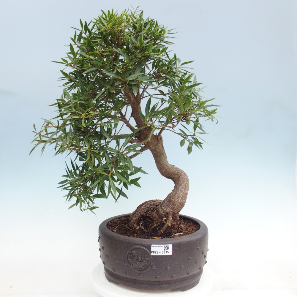 Pokój bonsai - Ficus nerifolia - figowiec drobnolistny