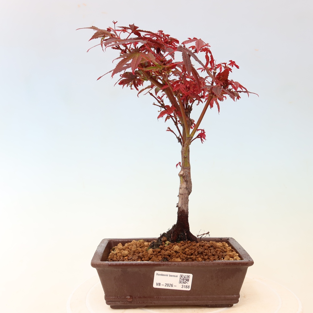 Bonsai ogrodowe – klon palmowy – Acer palmatum Berry Broom 