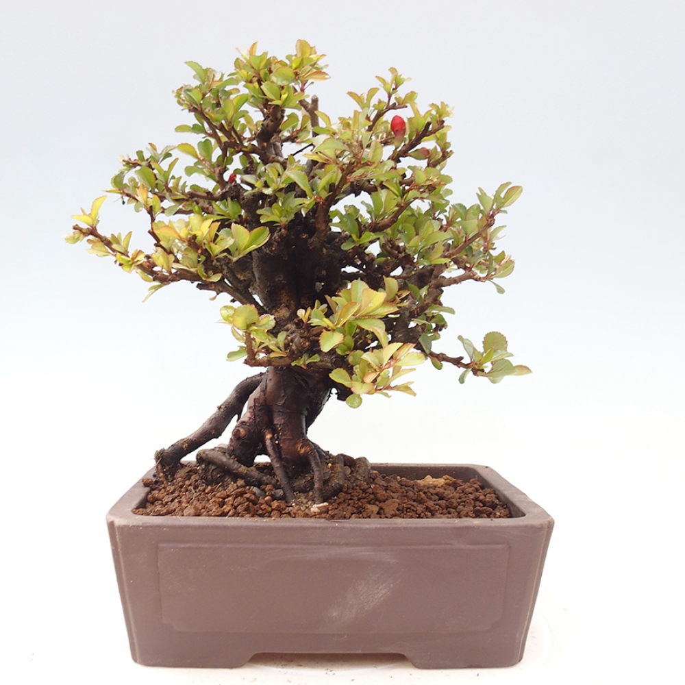 Bonsai zewnętrzne - Chaneomeles speciosa - Pigwa