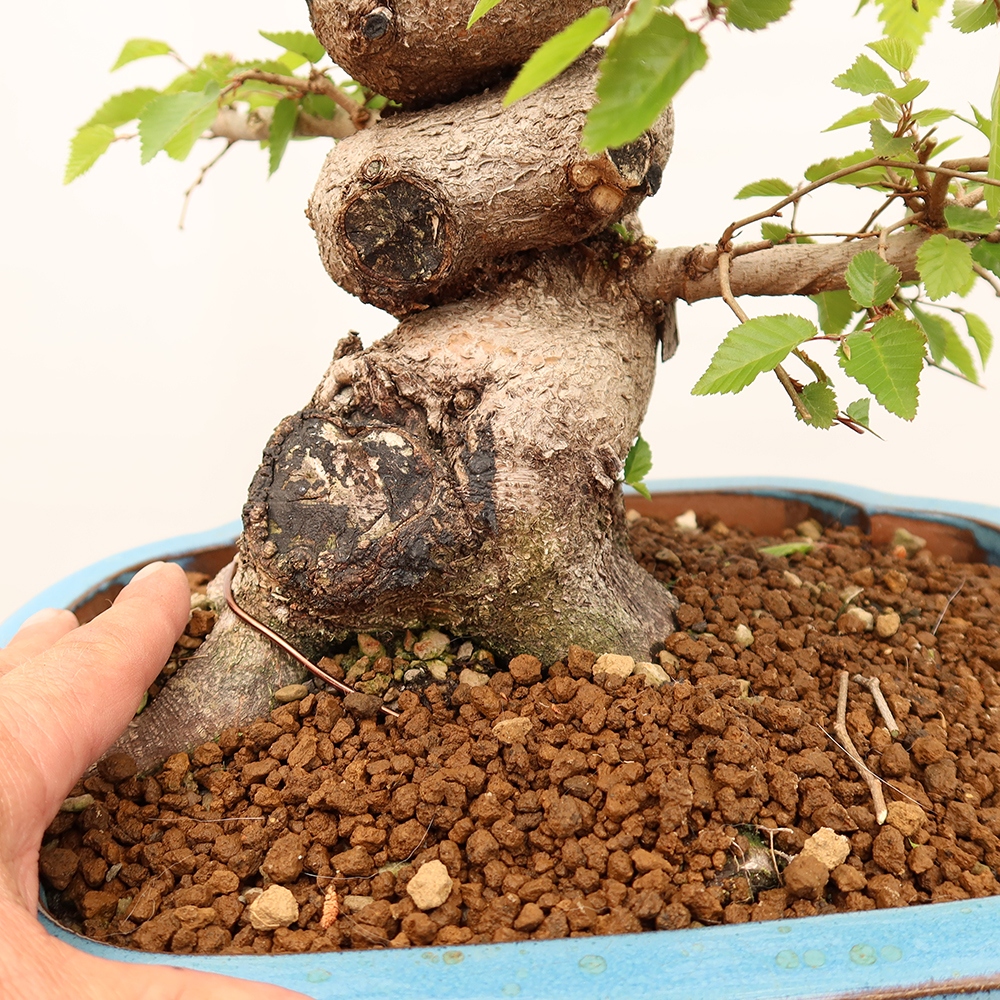 Bonsai plenerowe - Carpinus Coreana - grab koreański