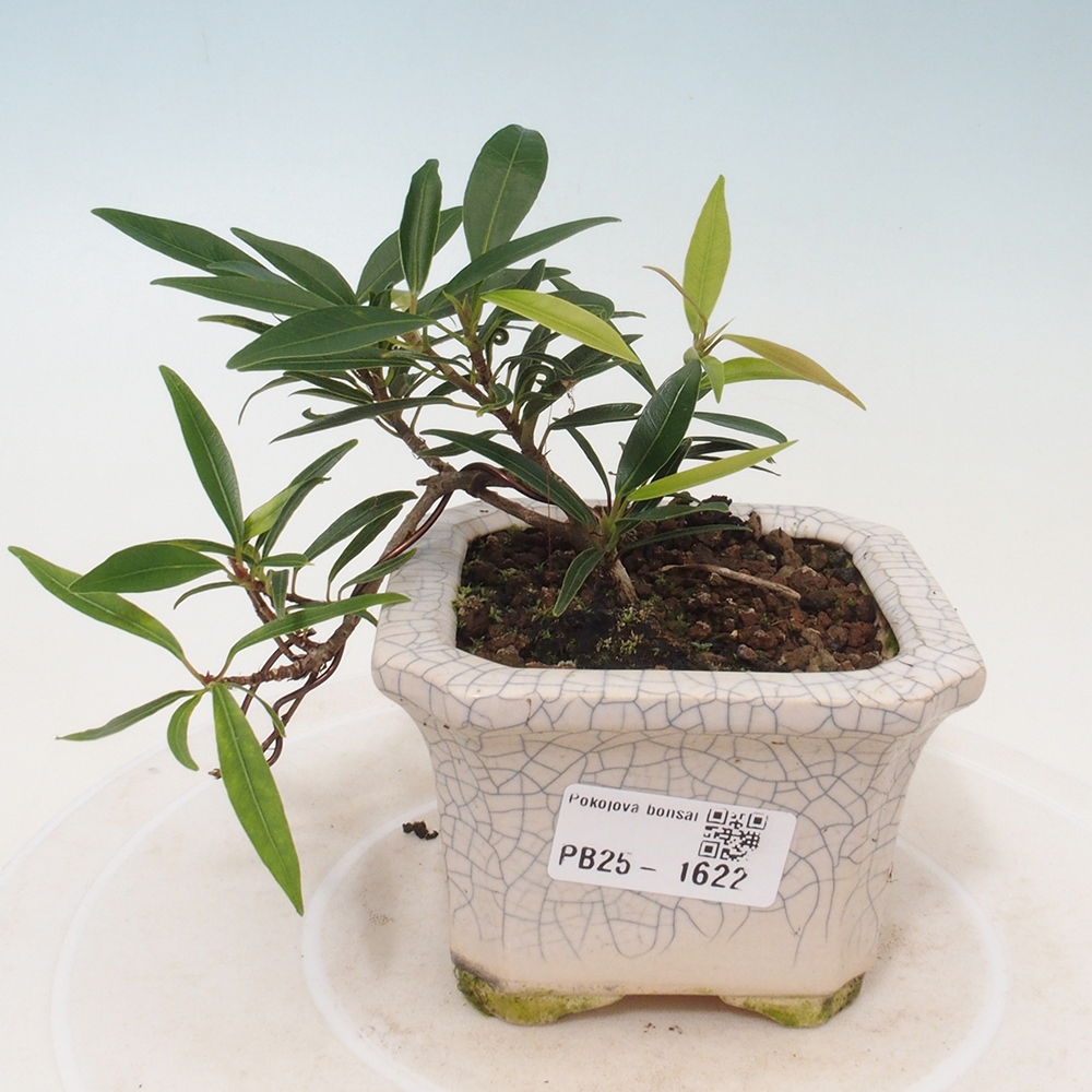 Bonsai wewnętrzne - Ficus nerifolia - figowiec drobnolistny