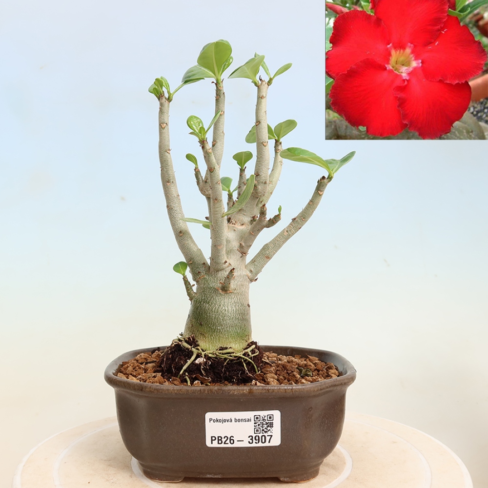 Bonsai pokojowe – Adenium obesum Red Star – Róża pustynna