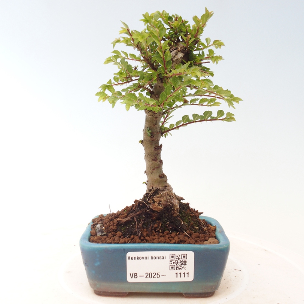 Bonsai zewnętrzne - Ulmus parvifolia Sagei - Wiąz drobnolistny