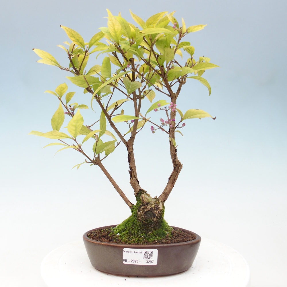 Outdoor bonsai - callicarpa jap Leucocarpa