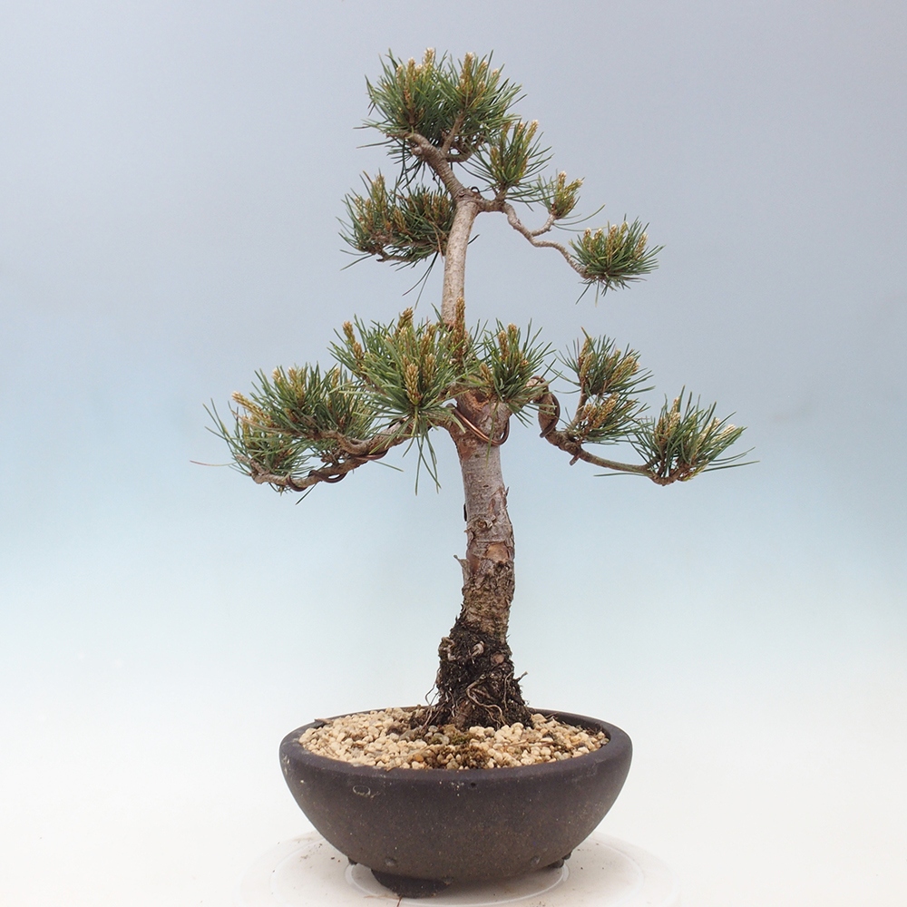Outdoor bonsai - Pinus Sylvestris - sosna zwyczajna