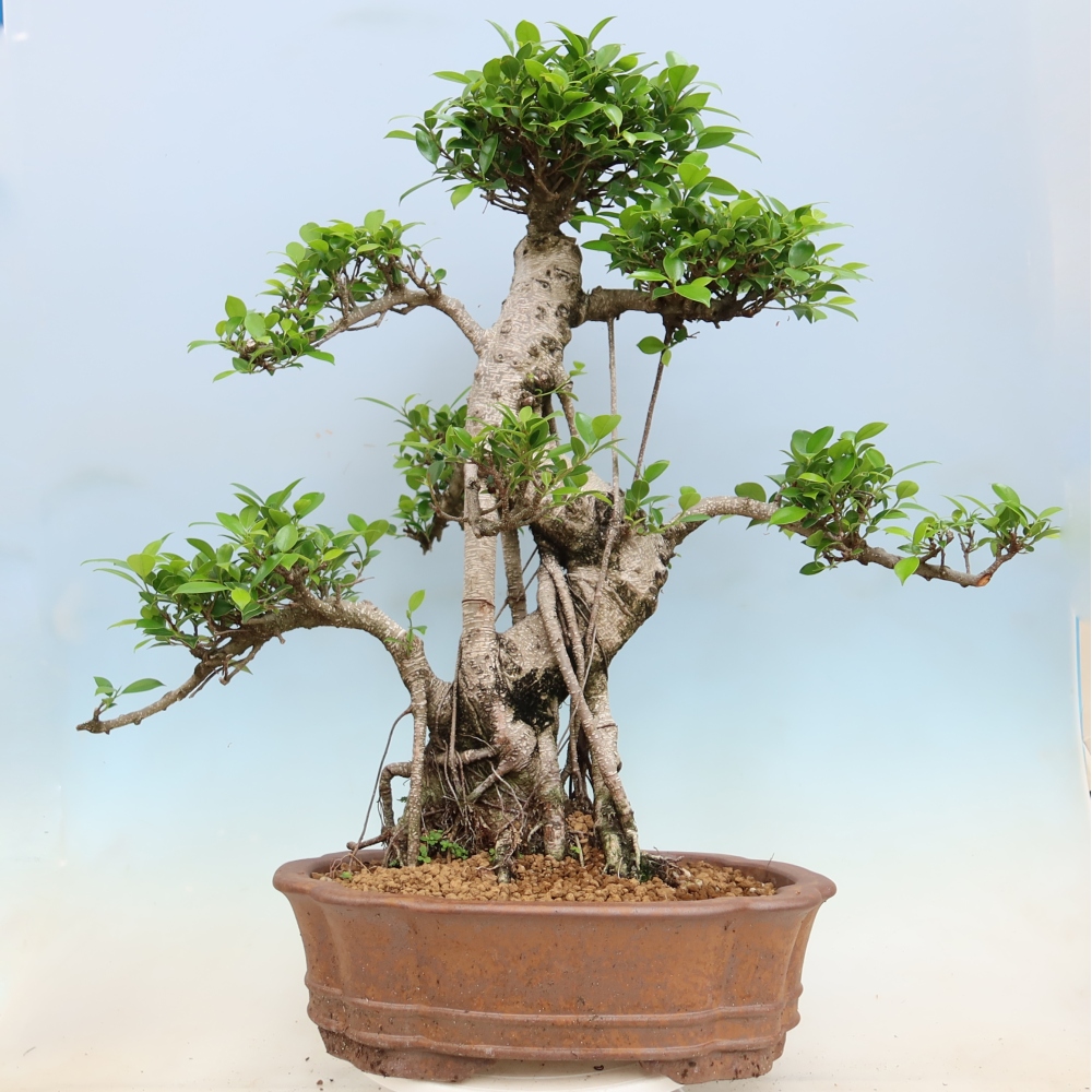Pokój bonsai - Ficus kimmen - figowiec drobnolistny