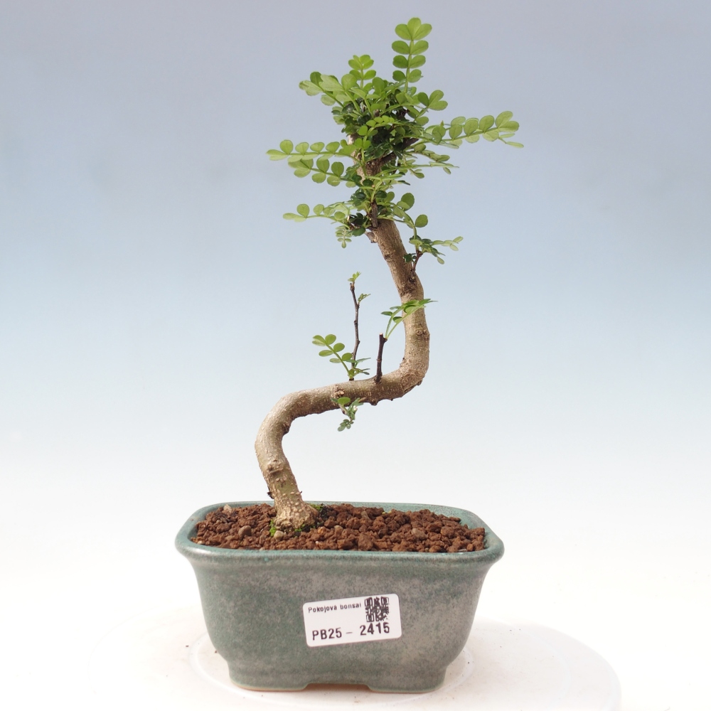 Bonsai do wnętrz - Zantoxylum piperitum - Mięta pieprzowa