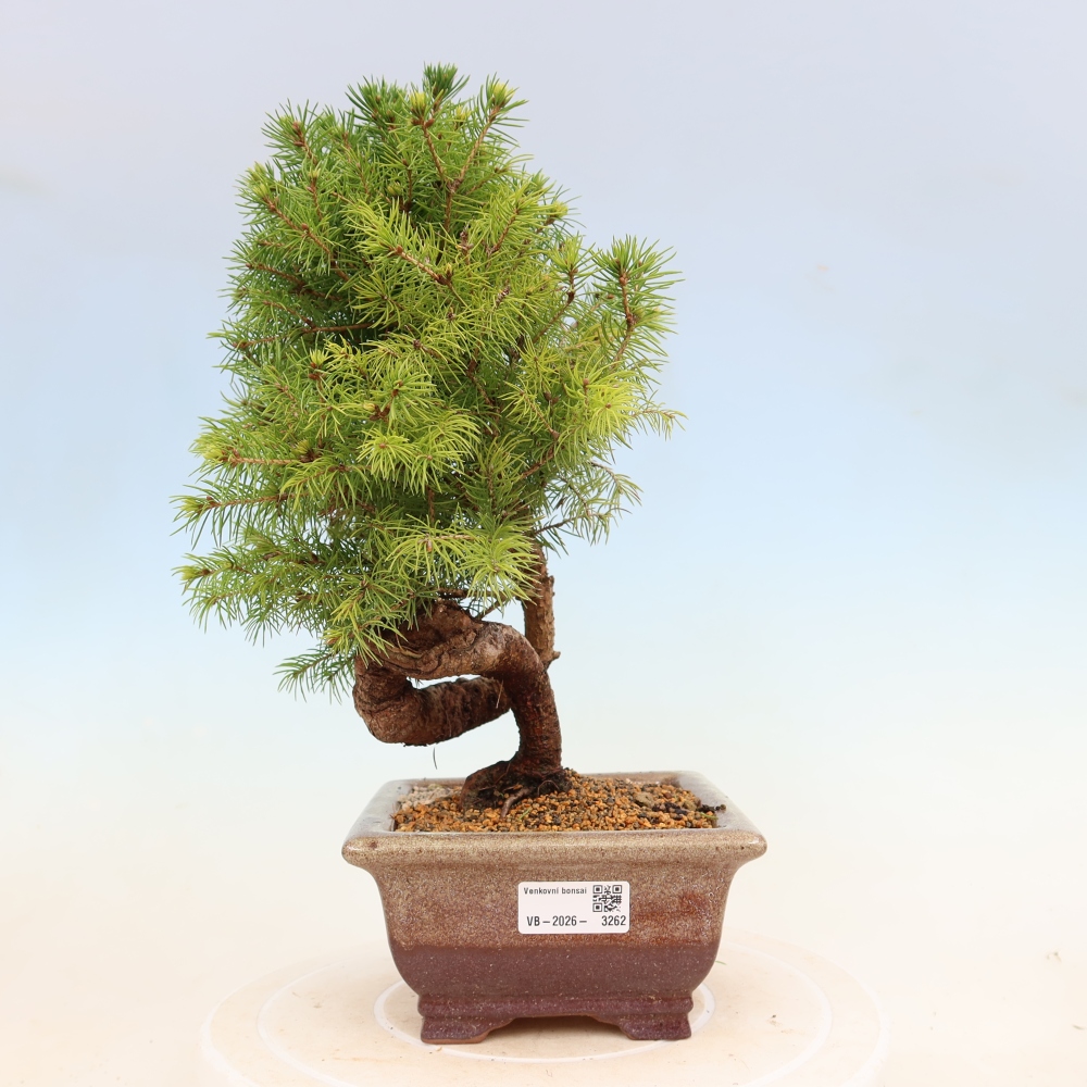 Outdoor bonsai - Świerk pospolity - Picea glauca globe