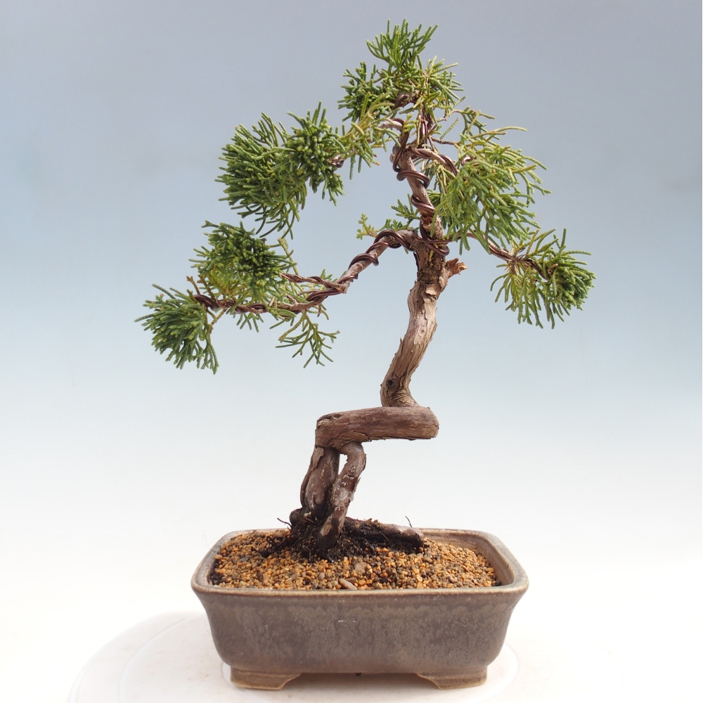 Outdoor bonsai - Juniperus chinensis Kishu