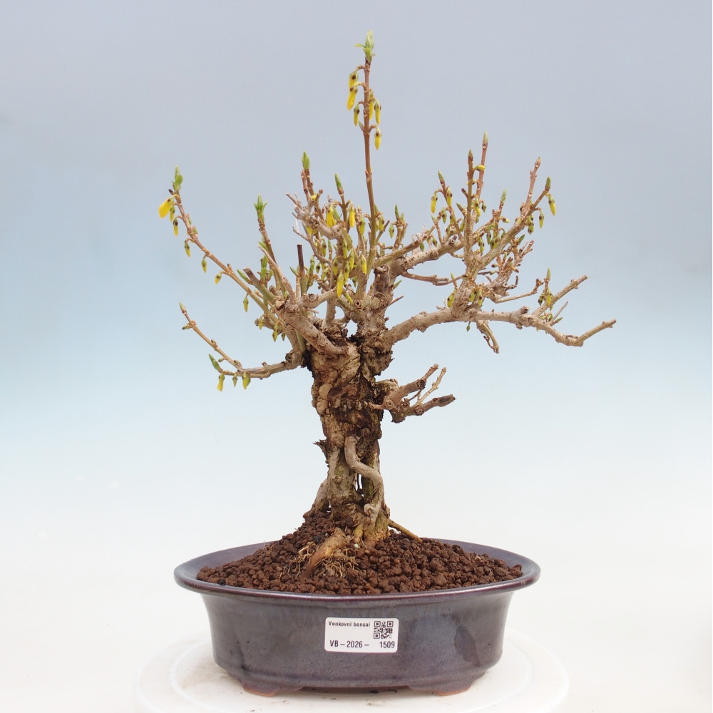Outdoor bonsai - Zlatice - Forsycja koreańska