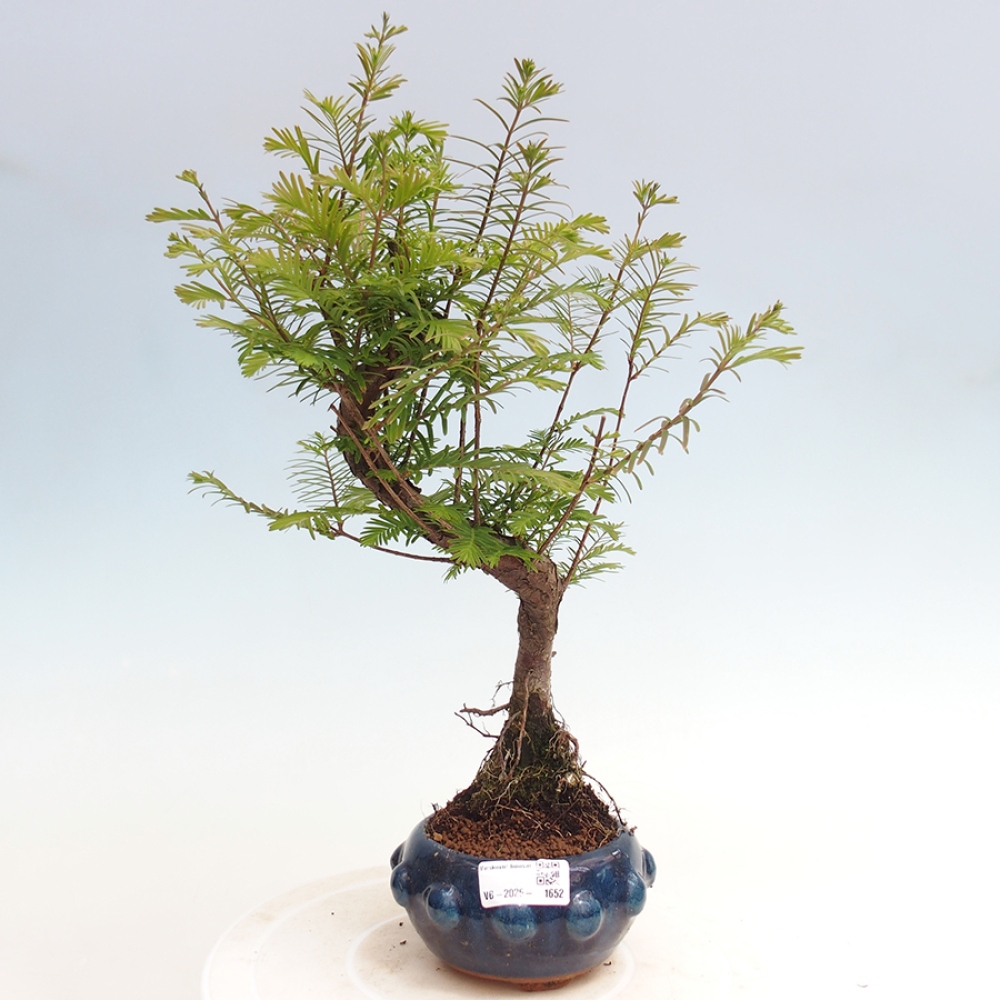 Outdoor bonsai - Metasequoia glyptostroboides - chińskie metasekvoje