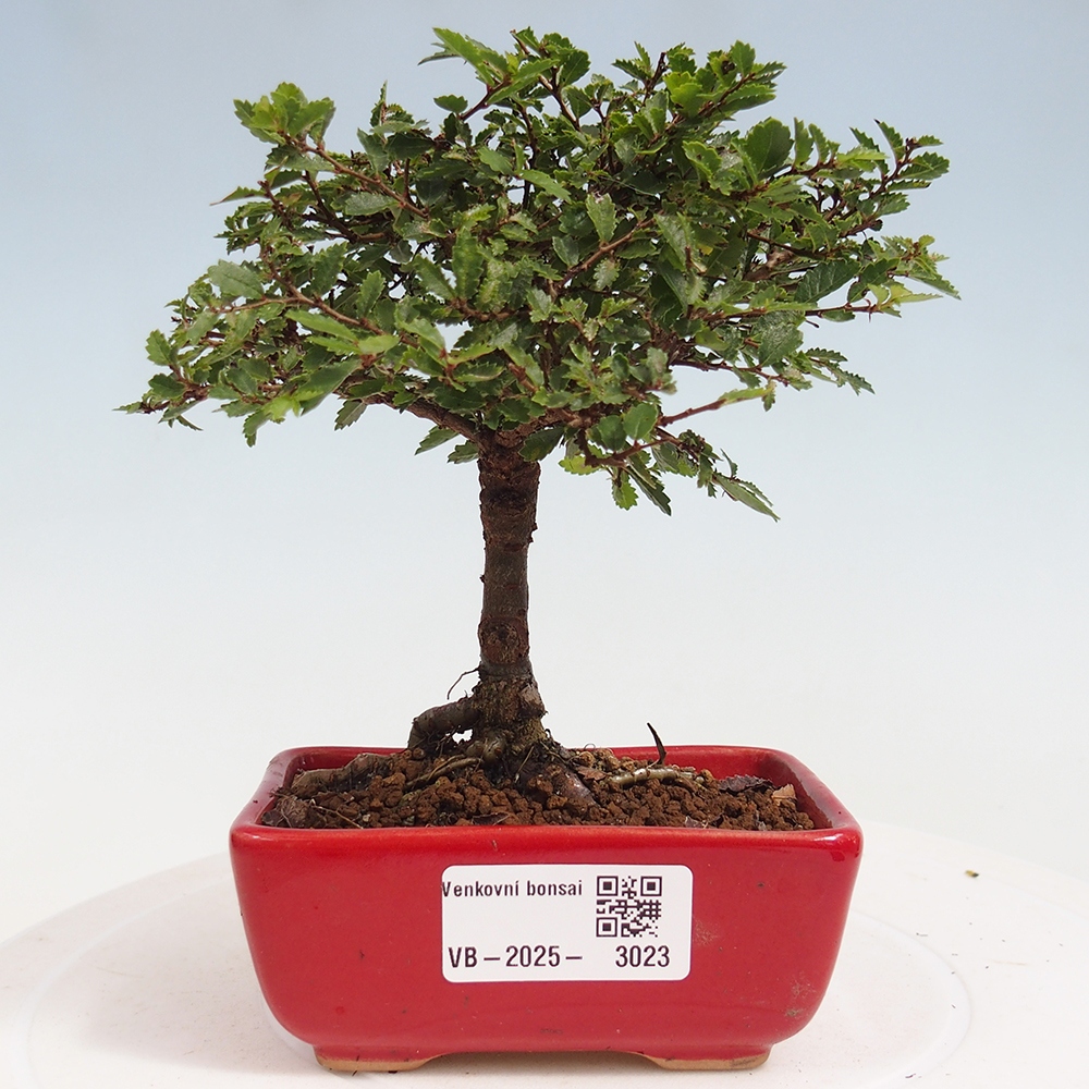 Bonsai zewnętrzne - Ulmus parvifolia Sagei - Wiąz drobnolistny