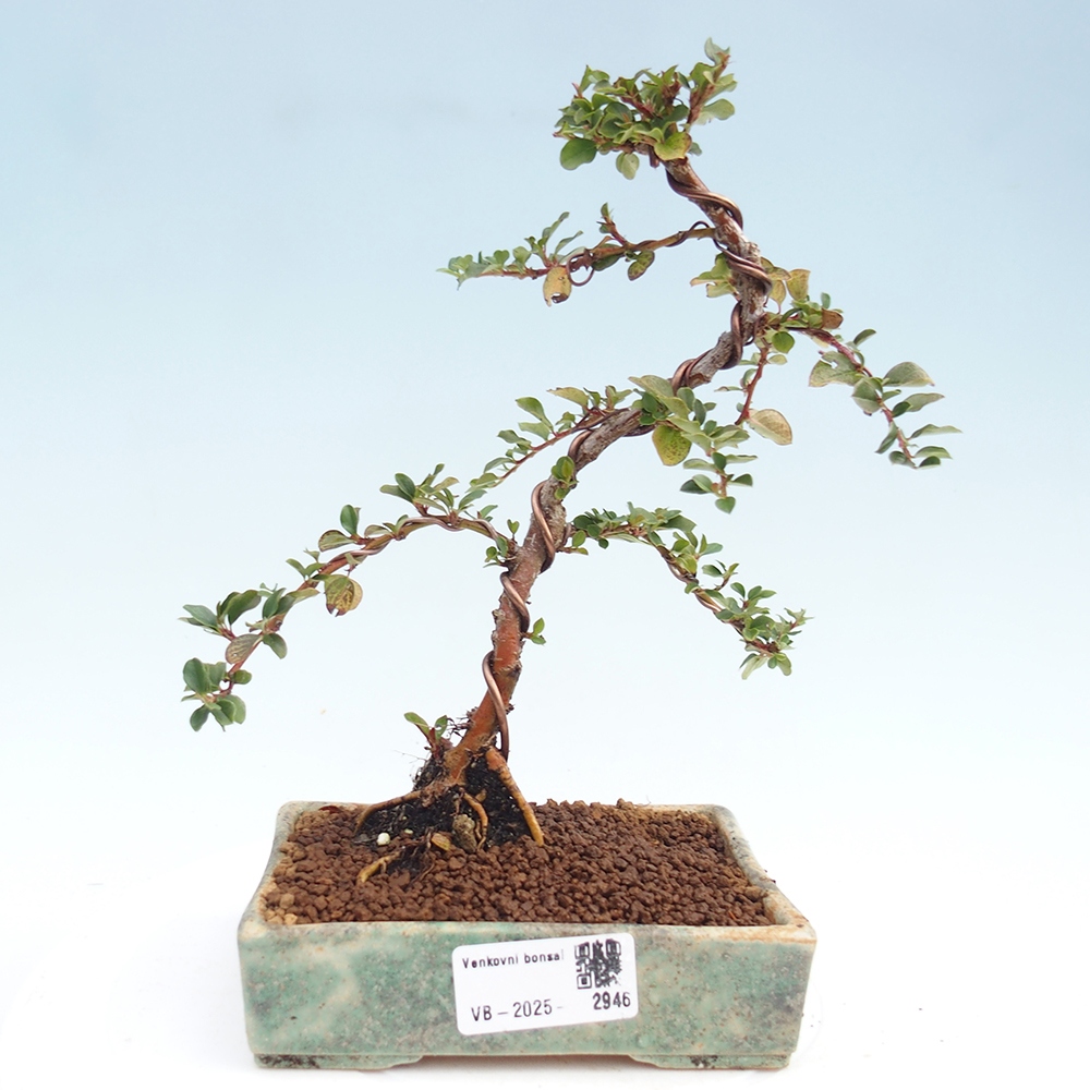 Plenerowe bonsai - Irga pozioma - Drzewo skalne