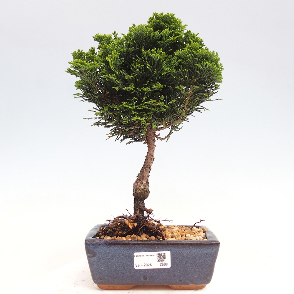 Bonsai na zewnątrz - Cham.pis obtusa Nana Gracilis - Cyprys