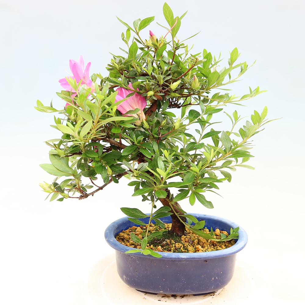 Outdoor bonsai - Azalia japońska - Azalia Yoko