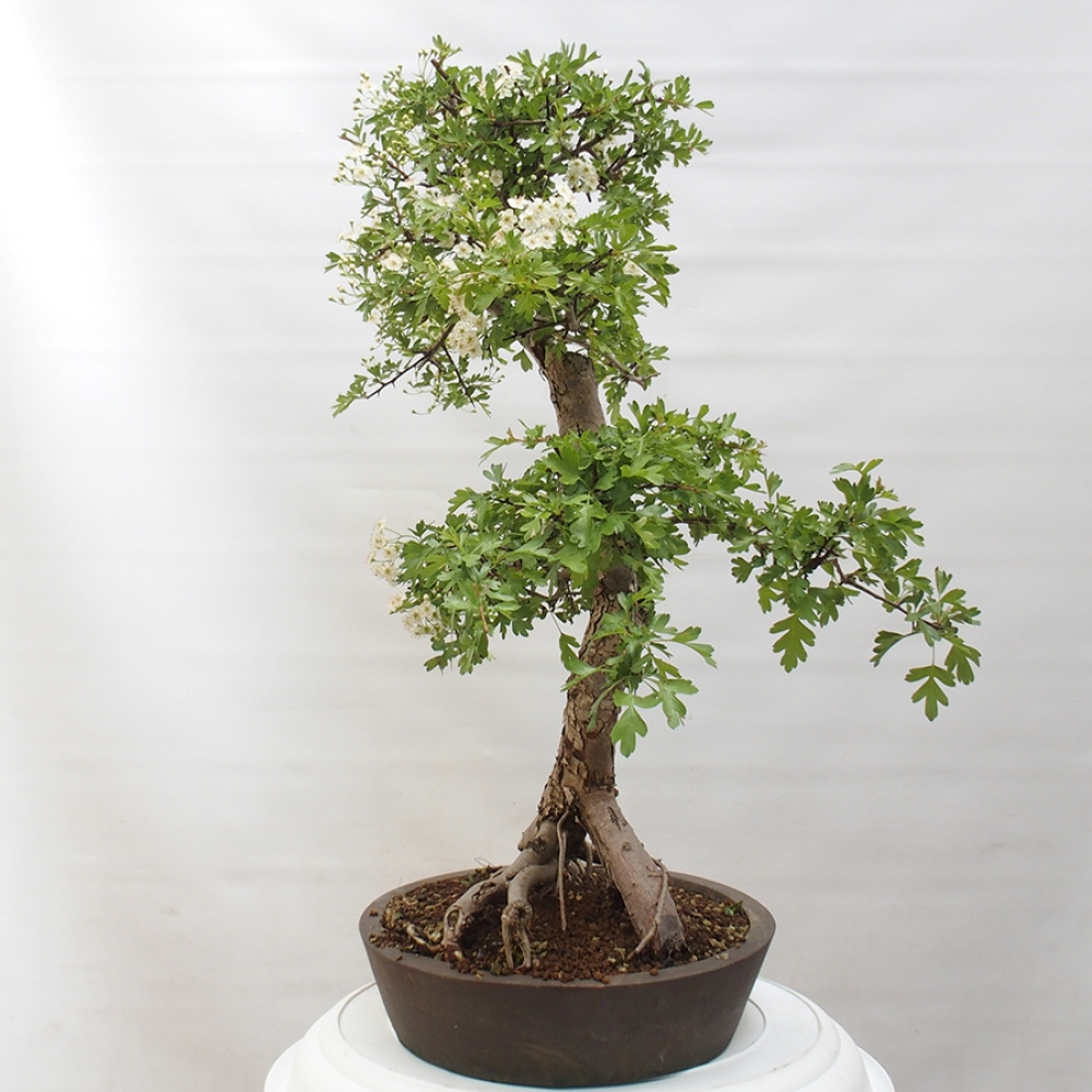 Bonsai zewnętrzne - Głóg - Crataegus monogyna