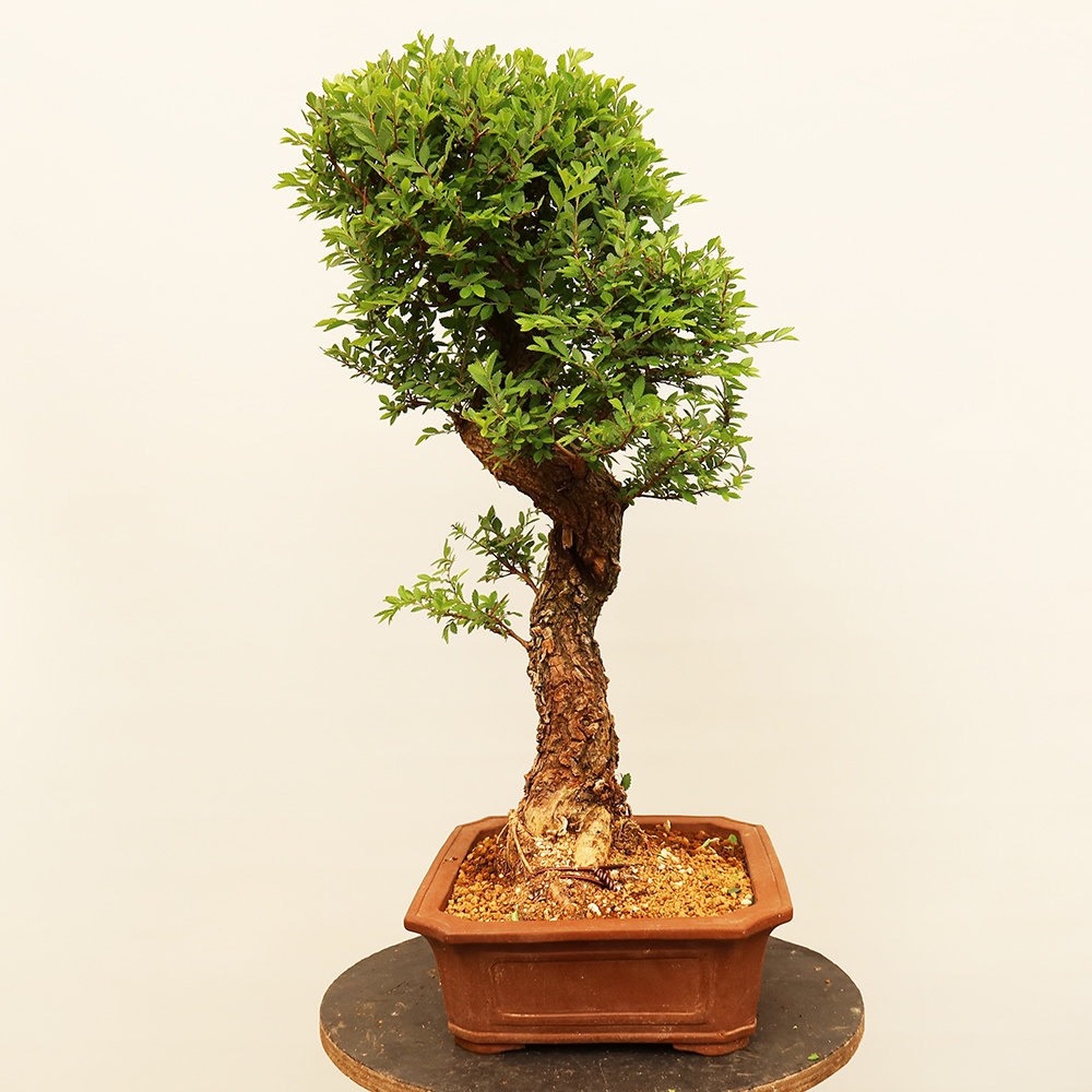 Bonsai na świeżym powietrzu - Zelkova - Zelkova NIRE