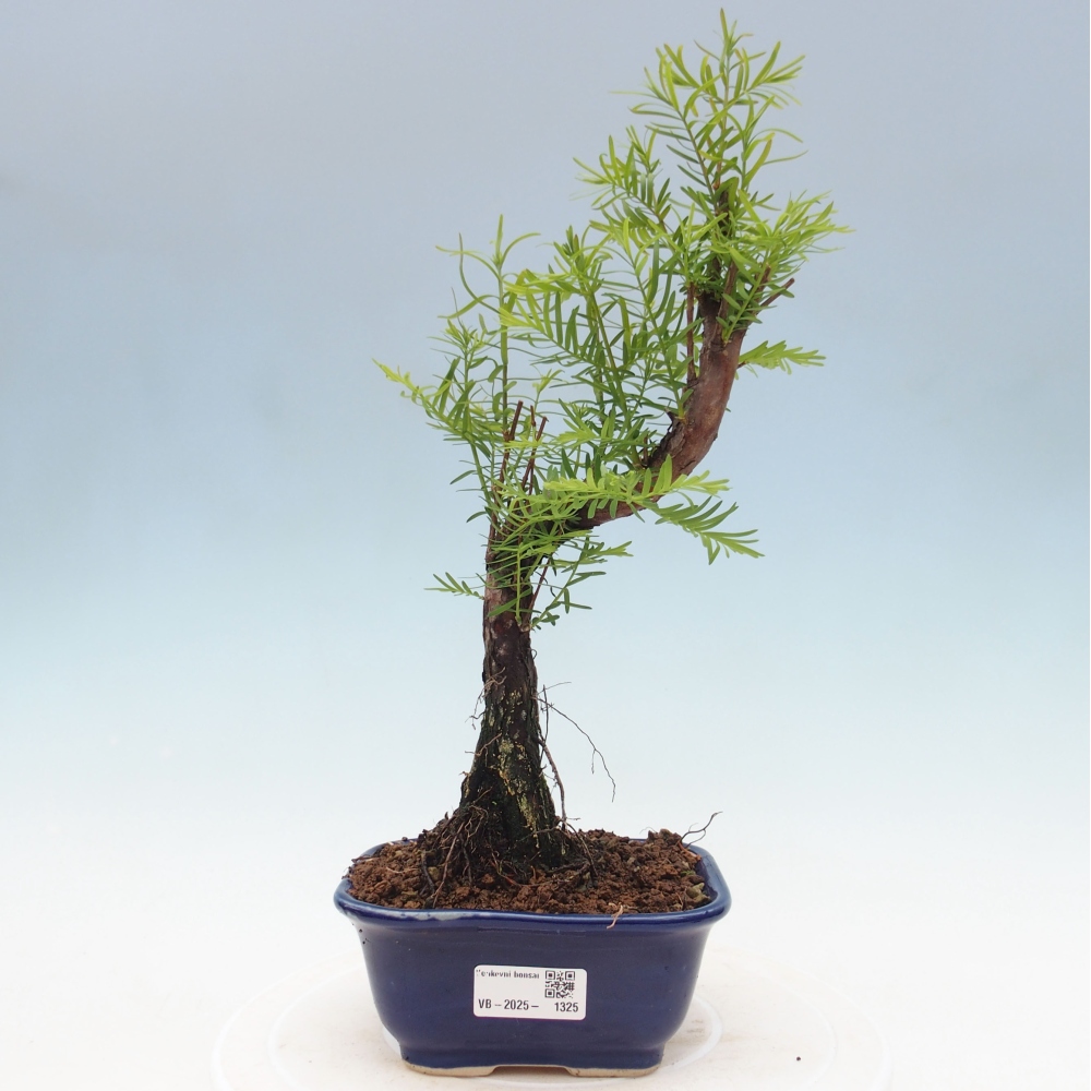 Outdoor bonsai - Metasequoia glyptostroboides - chińskie metasekvoje