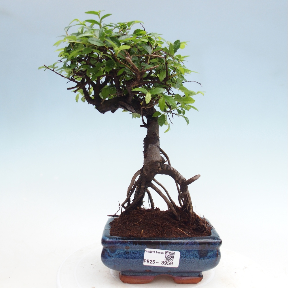 Pokój bonsai - Ulmus parvifolia - Wiąz drobnolistny