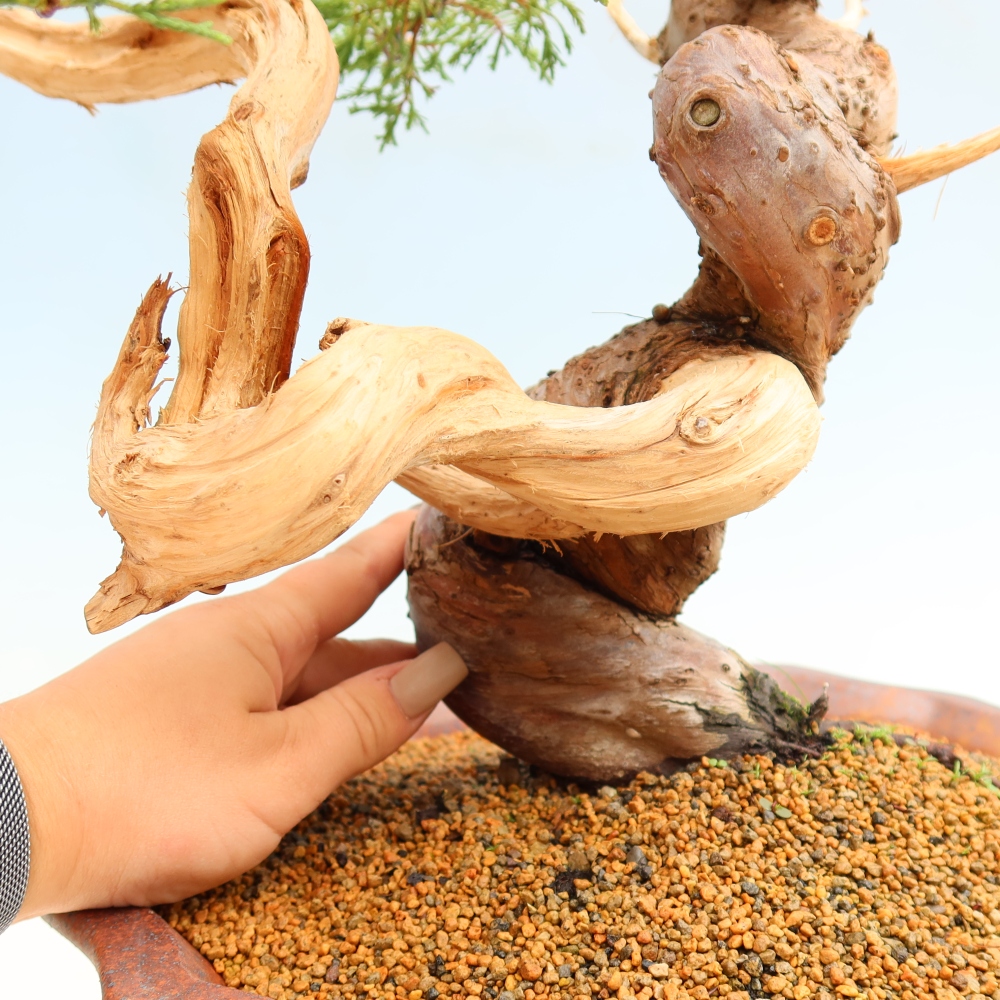 Bonsai ogrodowe – Juniperus chinensis Itoigawa – jałowiec chiński