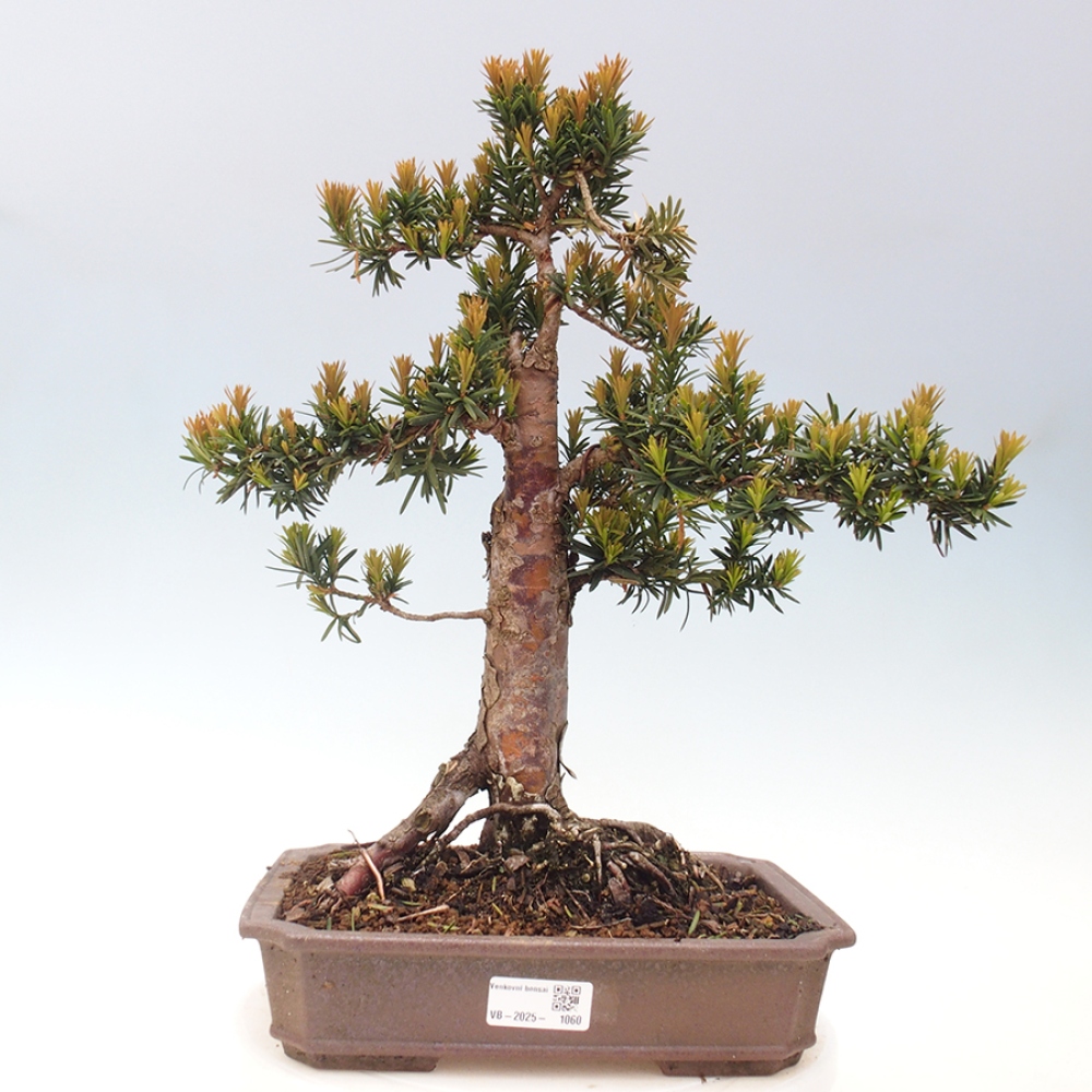 Bonsai na zewnątrz - Taxus cuspidata - cis japoński
