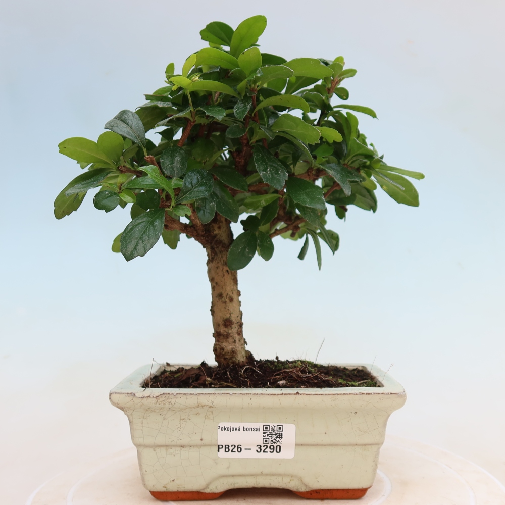 Bonsai pokojowe - Carmona macrophylla - Tea fuki