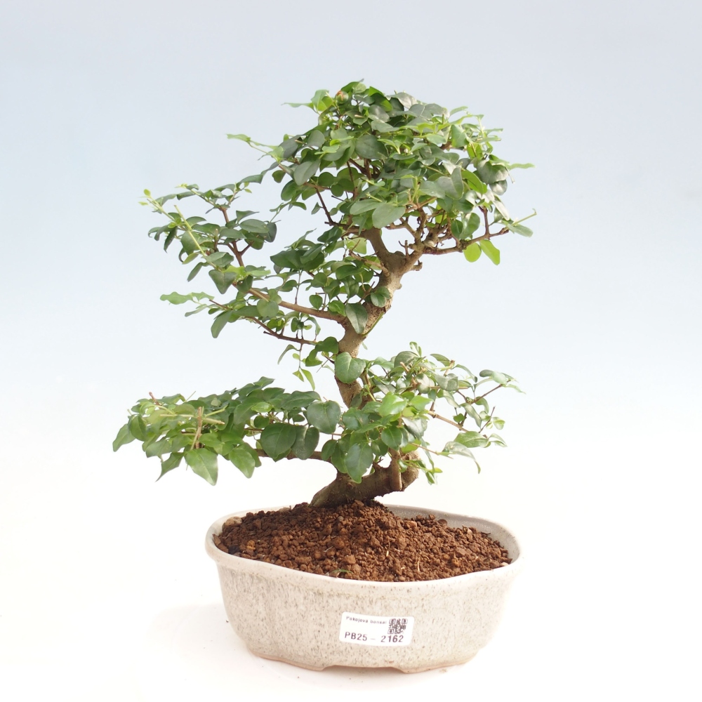 Indoor bonsai -Ligustrum chinensis - dziób ptaka
