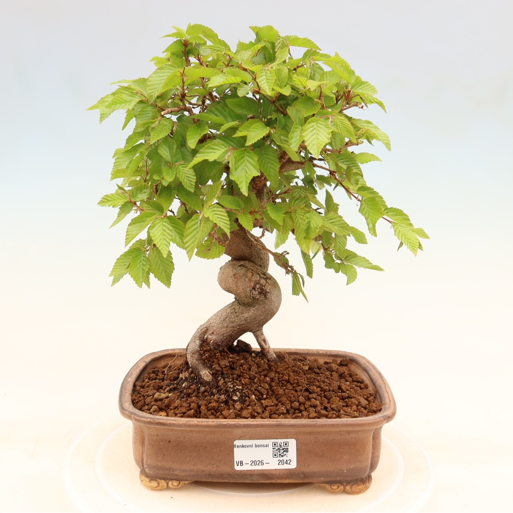 Outdoor bonsai - Carpinus coreana - grab koreański