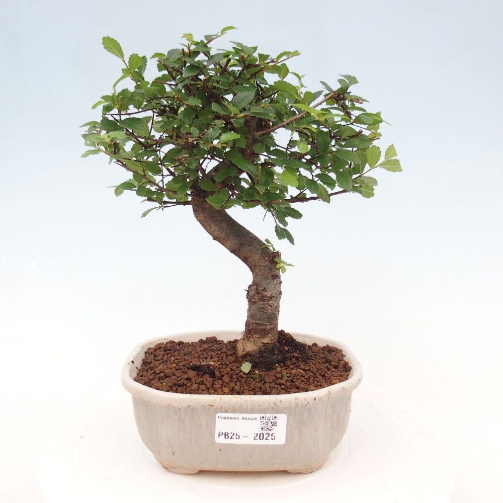 Bonsai wewnętrzne - Ulmus parvifolia - Wiąz drobnolistny