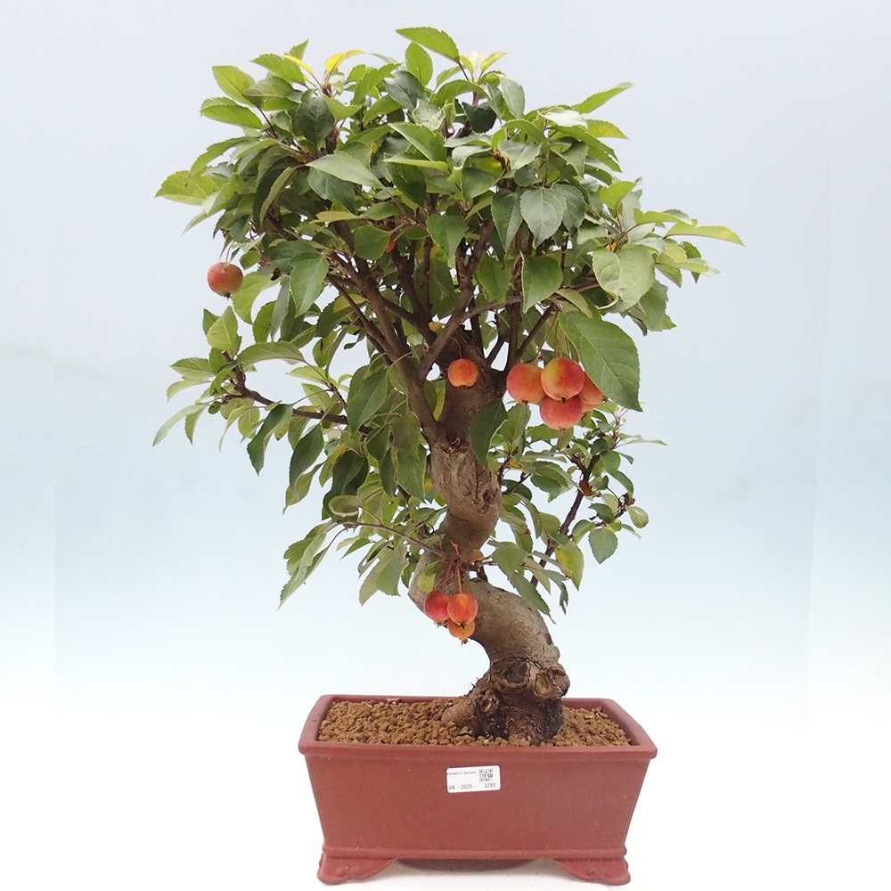 Bonsai plenerowe - Malus Halliana - Jabłoń drobnoowocowa