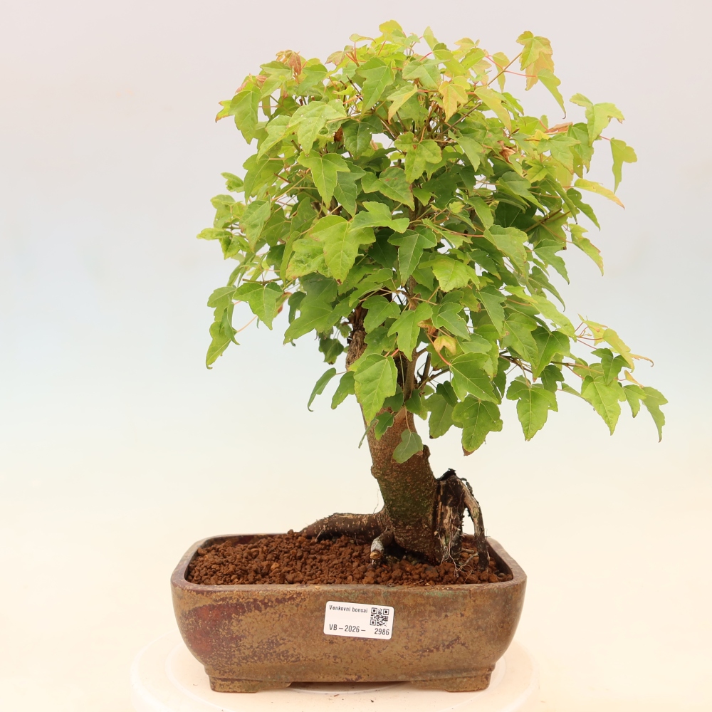 Outdoor bonsai - Klon burgeryjski - Acer burgerianum