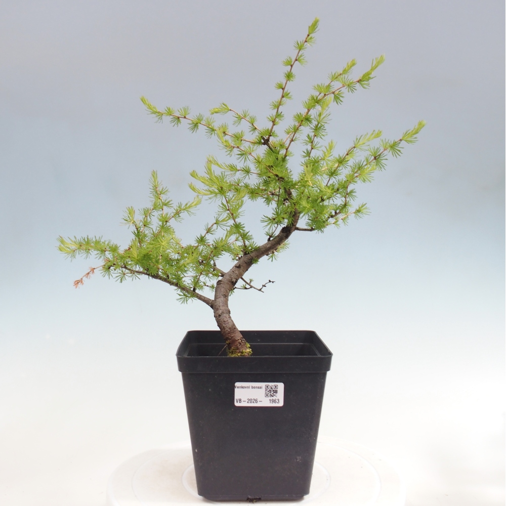Bonsai zewnętrzne - Larix decidua - Modrzew