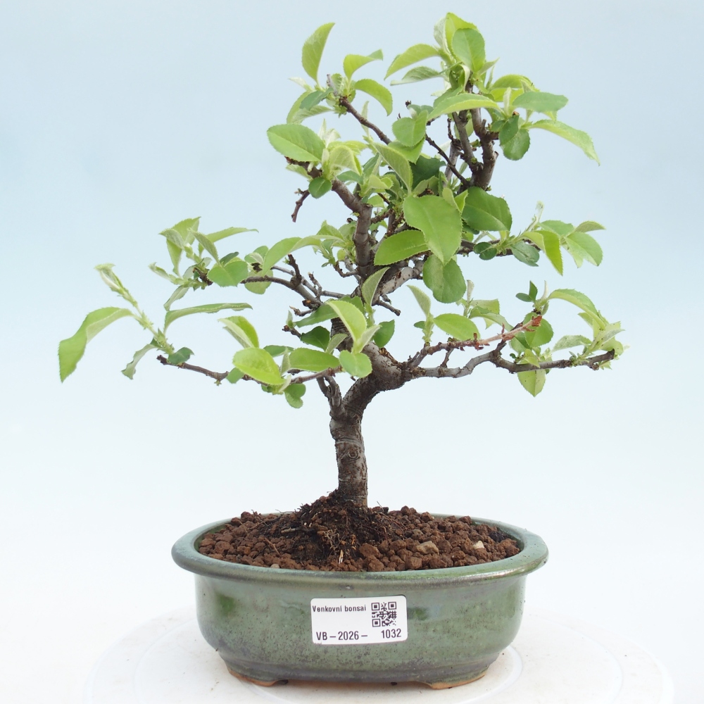 Bonsai zewnętrzne - Chaneomeles chinensis