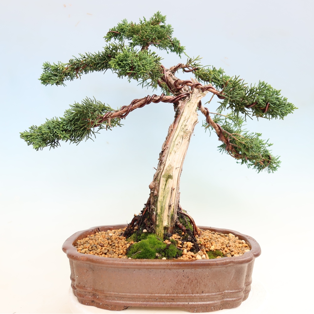 Outdoor bonsai - Juniperus chinensis Kishu