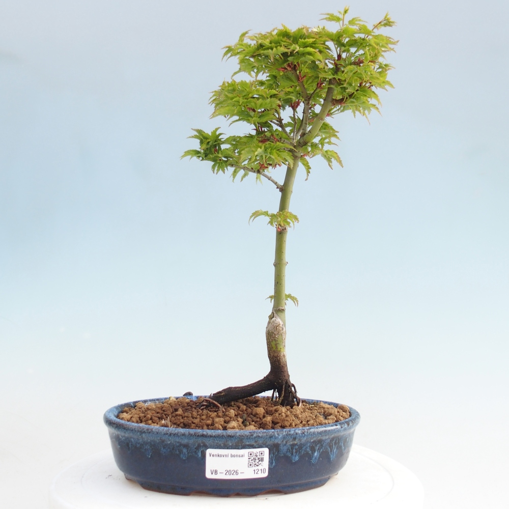 Outdoor bonsai - palma jaworowa Acer palmatum Shishigashira
