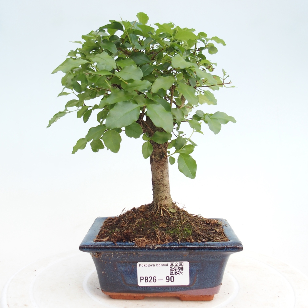 Pokój bonsai - Ligustrum chinensis - Dziób ptaka