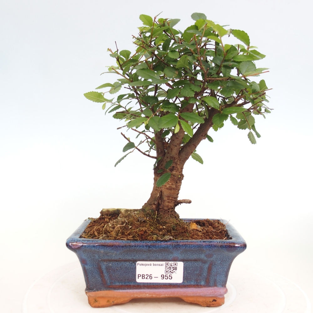Pokój bonsai - Ulmus parvifolia - Wiąz drobnolistny