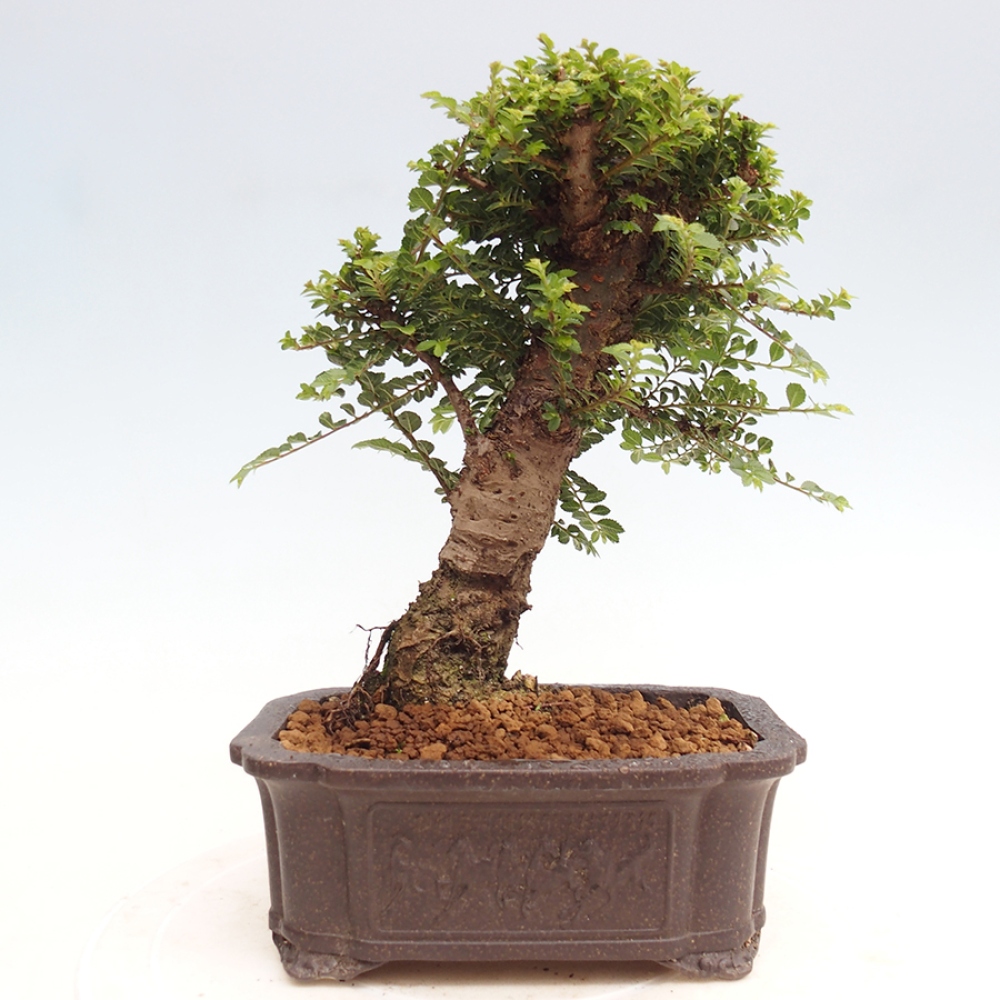 Bonsai zewnętrzne - Ulmus parvifolia Hokkaido - wiąz chiński