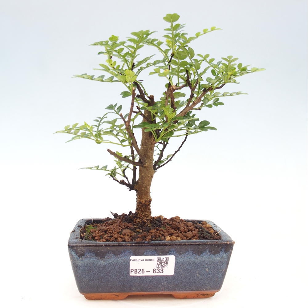 Pokój bonsai - Zantoxylum piperitum - drzewo pieprzowe