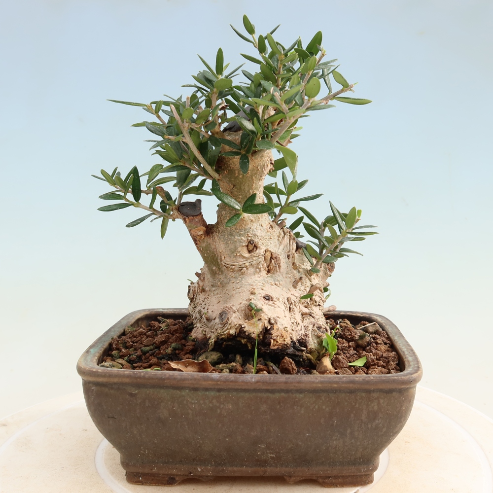 Bonsai do wnętrz - Olea europaea sylvestris