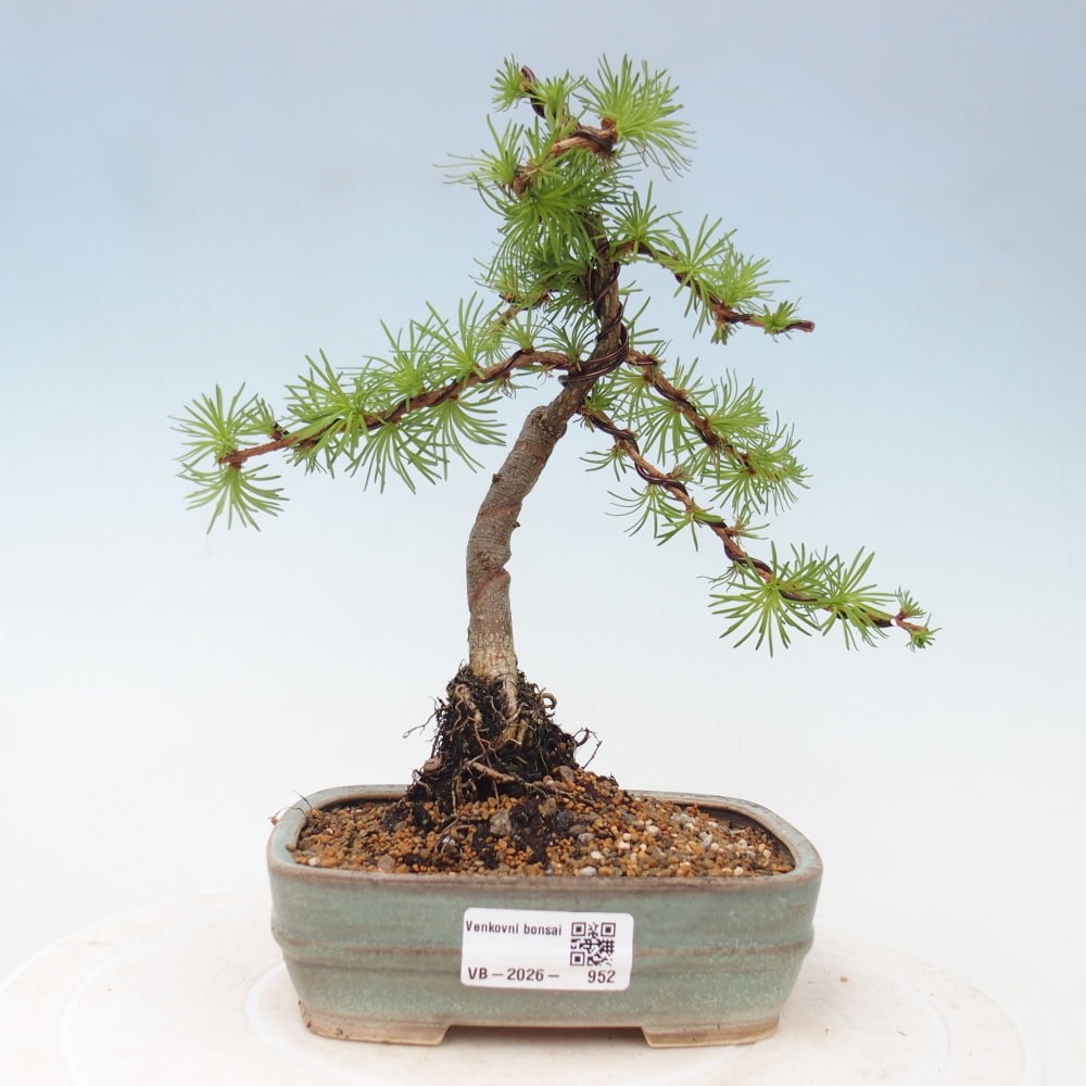 Outdoor bonsai - Larix Kaempferi - Modrzew japoński