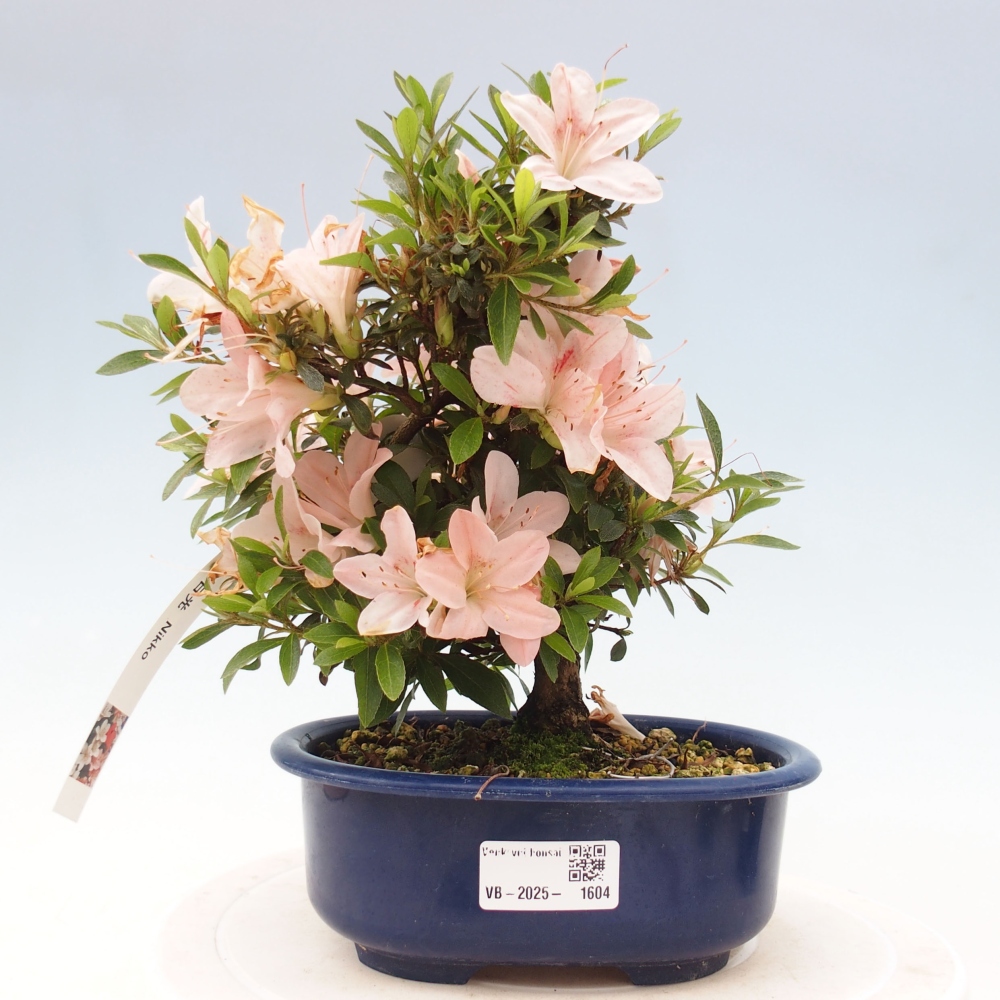 Bonsai ogrodowe - azalia japońska - Azalea Nikko