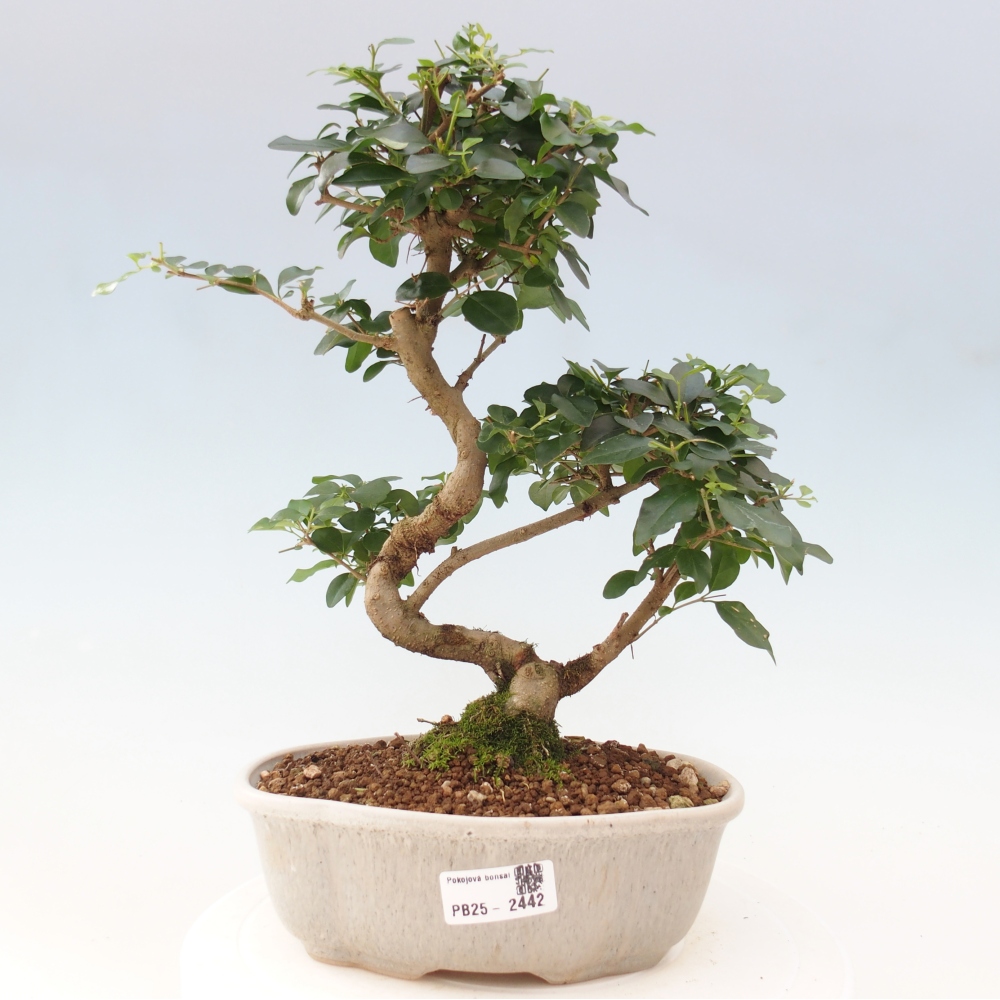 Indoor bonsai -Ligustrum chinensis - dziób ptaka