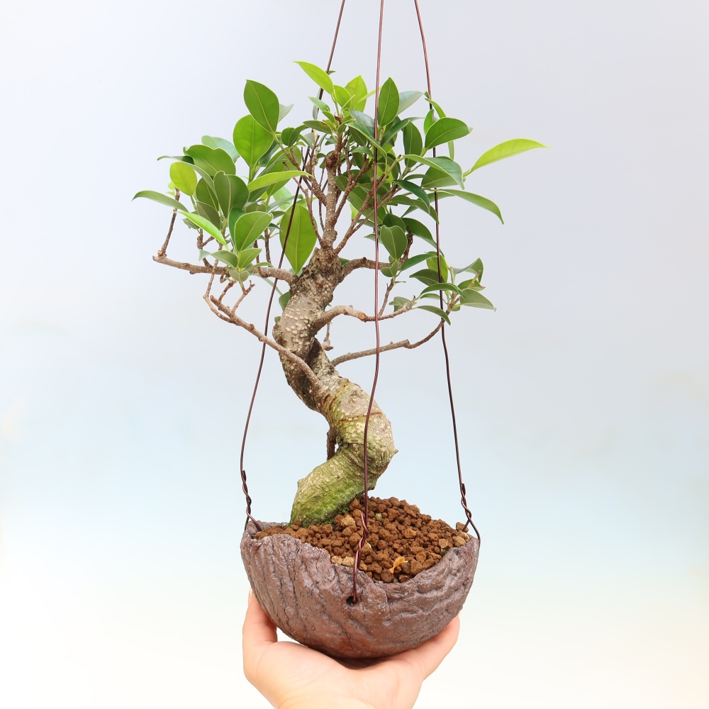 Kokedama w ceramicznej doniczce – figowiec drobnolistny – Ficus kimmen
