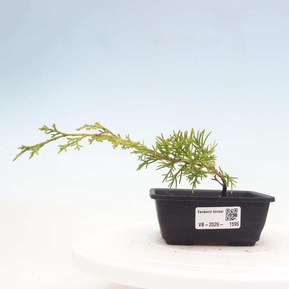 Outdoor bonsai - Juniperus chinensis Itoigawa