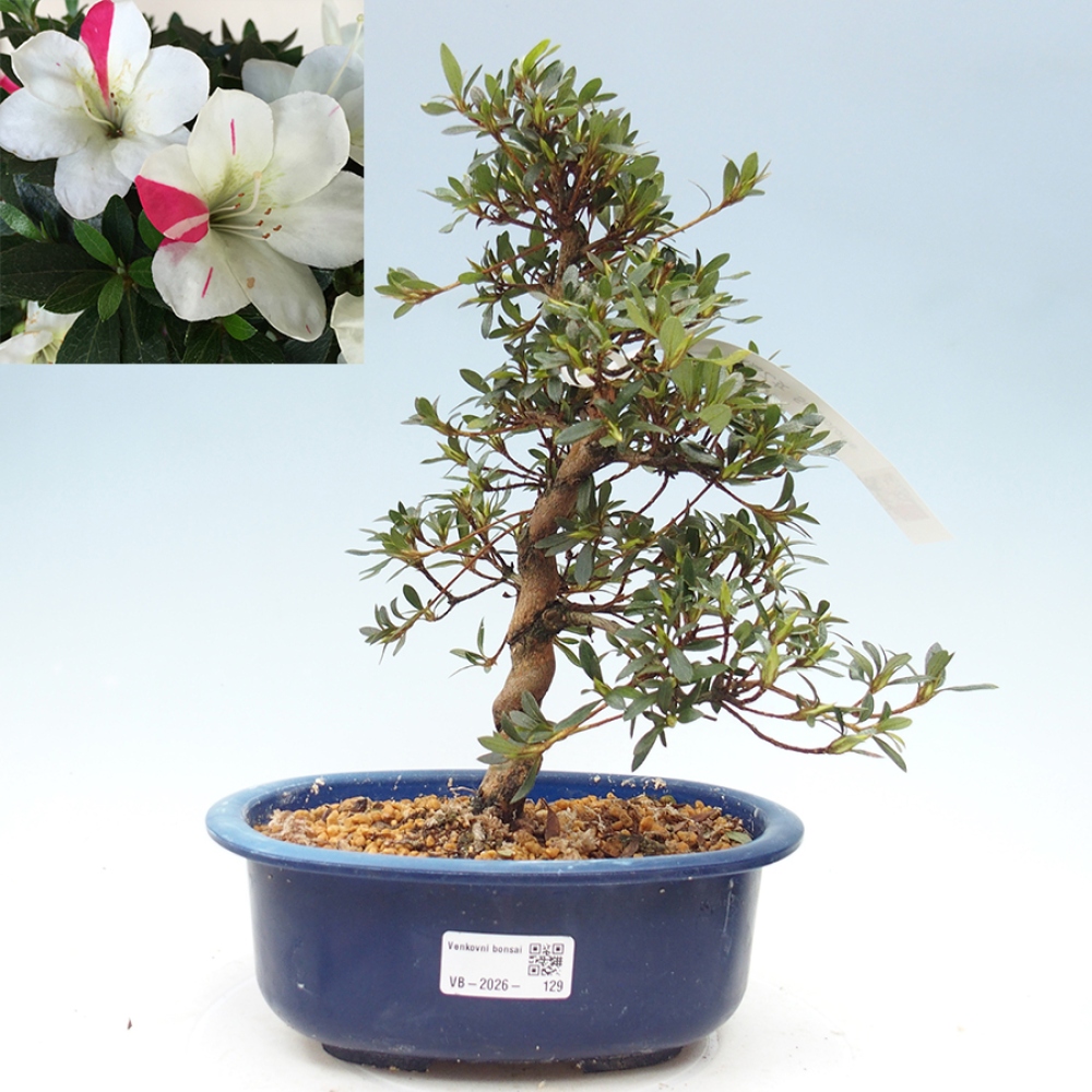 Bonsai zewnętrzne - Azalia japońska - Azalia Suigootome