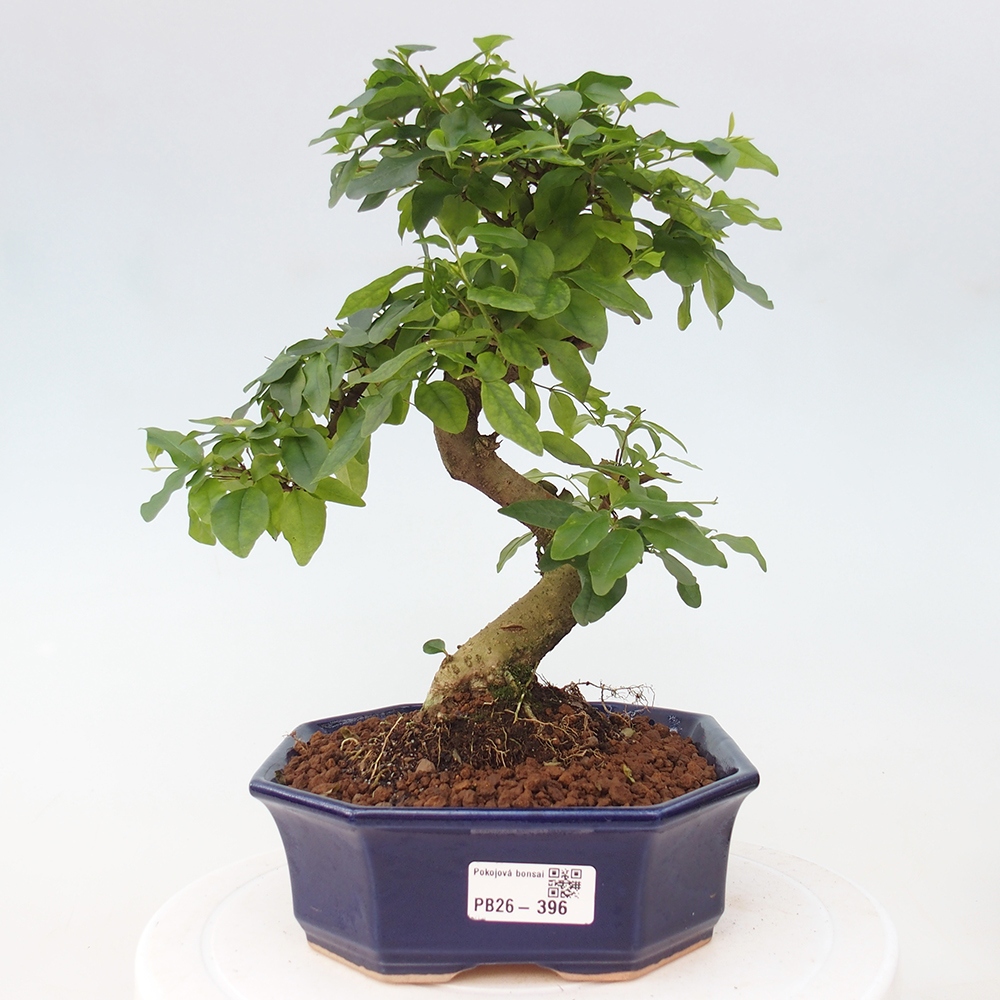 Pokój bonsai - Ligustrum chinensis - Dziób ptaka