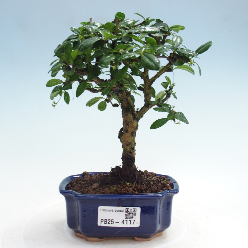 Bonsai pokojowe - Carmona macrophylla - Tea fuki